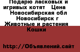 Подарю ласковых и игривых котят › Цена ­ 1 - Новосибирская обл., Новосибирск г. Животные и растения » Кошки   